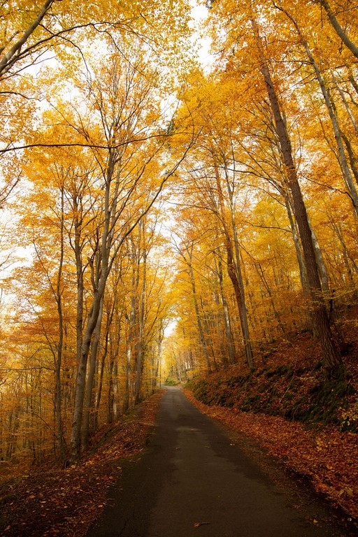 Automne dans les gorges du Lignon pres  chambres d' hotes "Un petit bout du monde"